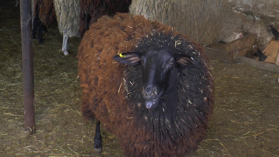 На Прикарпатті прихистили кіз і овець з ферми під Бахмутом 1