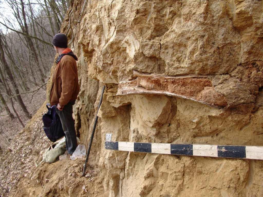 На Франківщині місцеві жителі знайшли кістки первісної тварини 1
