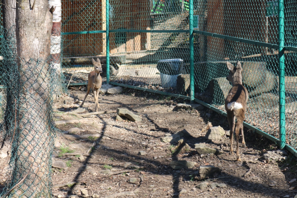 Двох козуль, яких врятували небайдужі, прихистили у Карпатському парку 2