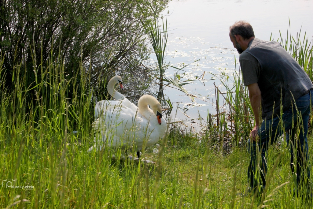 Лебедю Мартіну, що живе на Німецькому озері у Франківську, вдягнули нове кільце 3