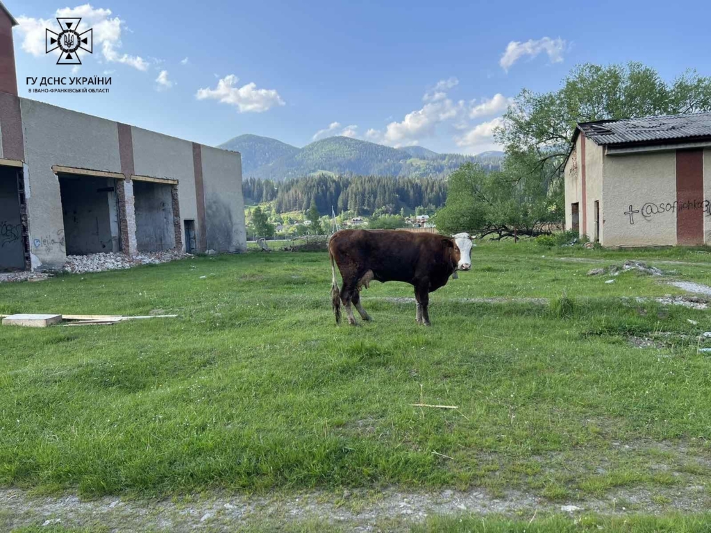 У Верховині рятувальники допомогли корові, що впала в яму 2