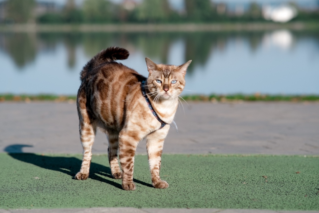Кіт Нік гуляє біля міського озера