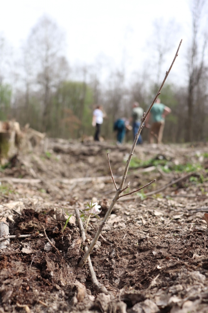 У Ямницькій громаді висадили близько 4000 дерев 2