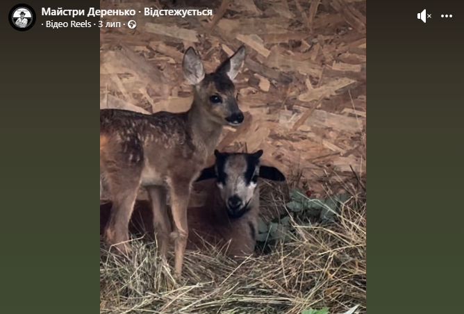 Прикарпатець ростить косулю з овечкою