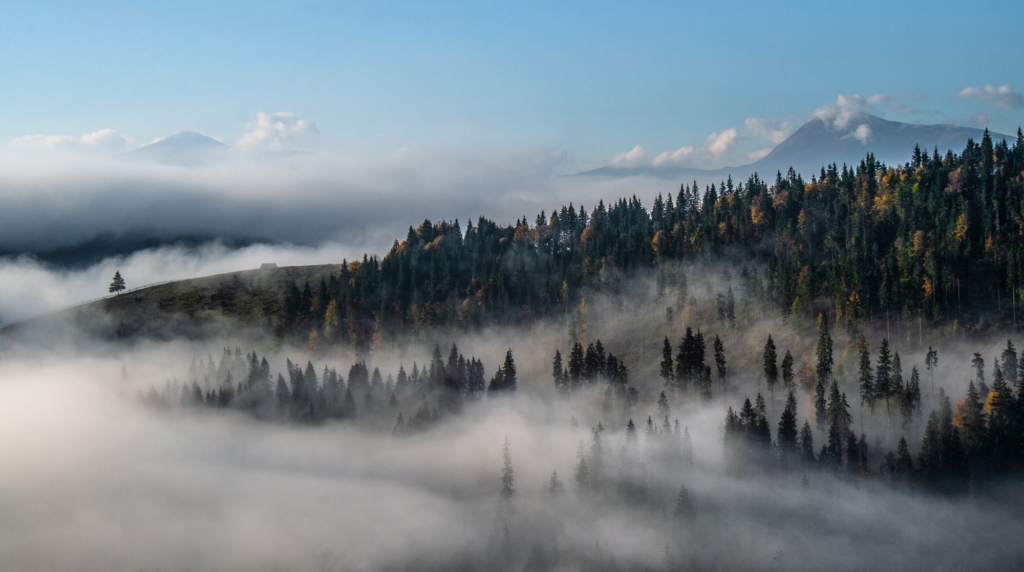 Карпати, туман