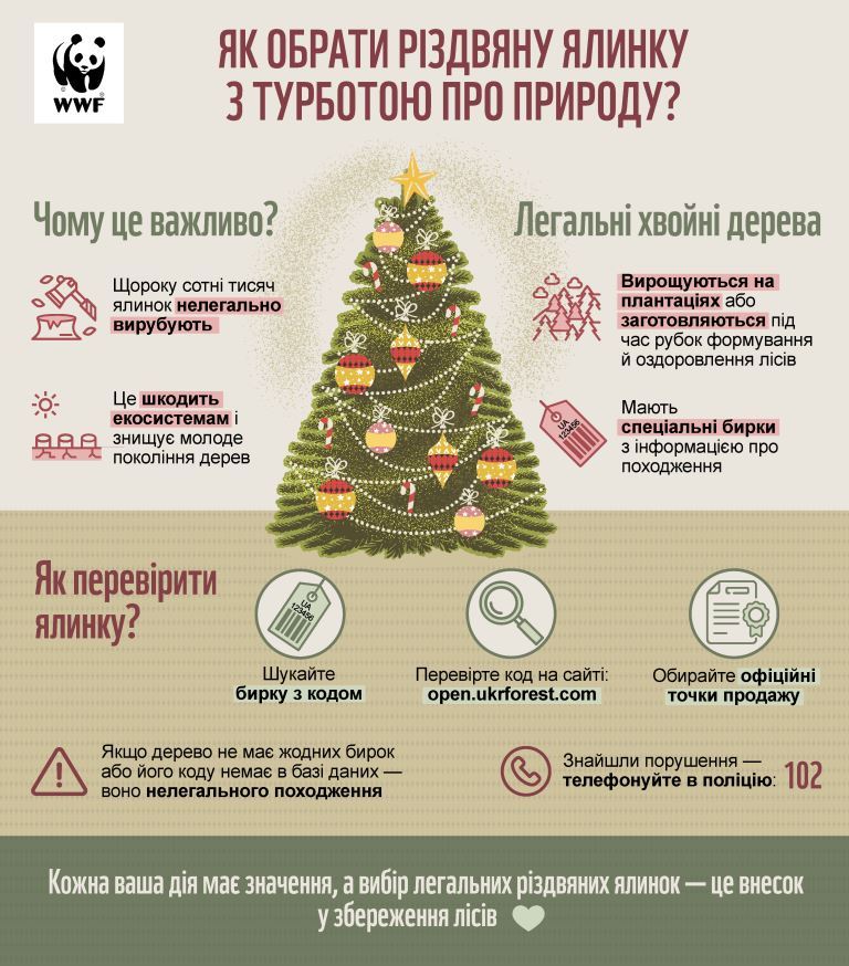 Як обрати різдвяну ялинку та чому не варто купувати штучні дерева 1