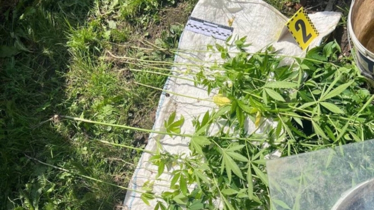У Франківську патрульні виїхали на виклик про домашнє насильство і знайшли кущі конопель
