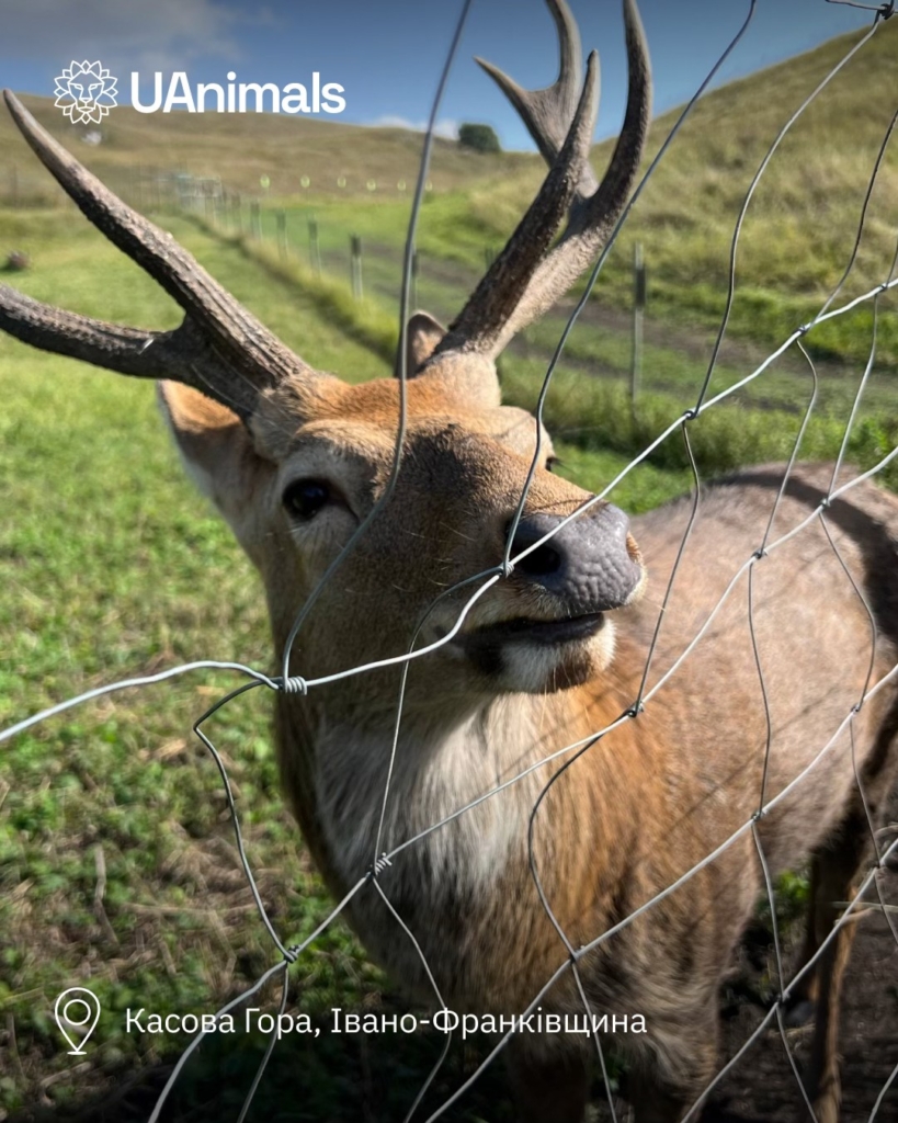 Волонтери UAnimals прибрали заповідник "Касова гора" на Прикарпатті 1