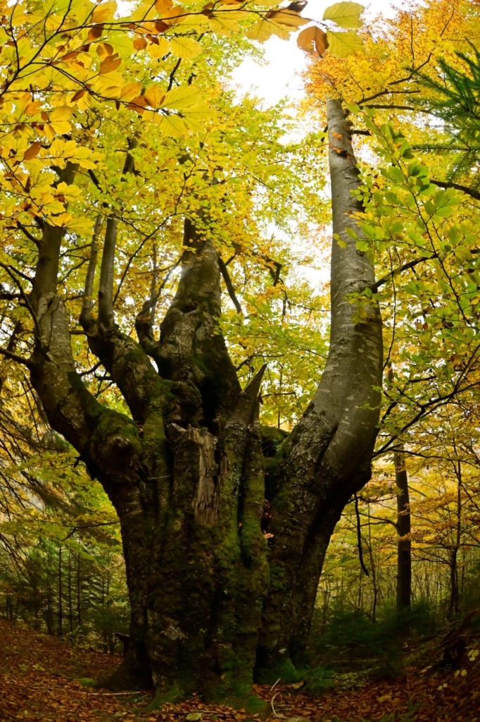 Унікальний бук з Надвірнянщини бере участь у нацвідборі «Європейського дерева року» 1