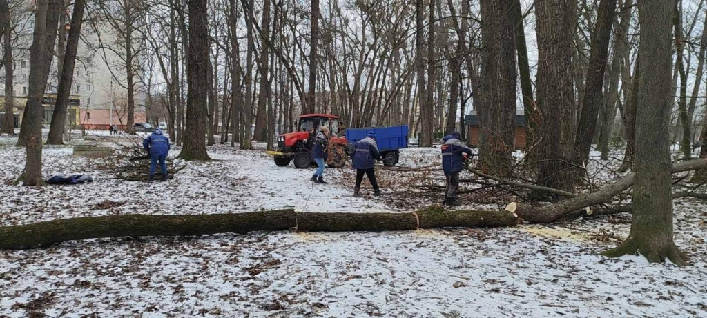 У Франківську сильний вітер повалив дерева на декількох вулицях. ФОТО 1