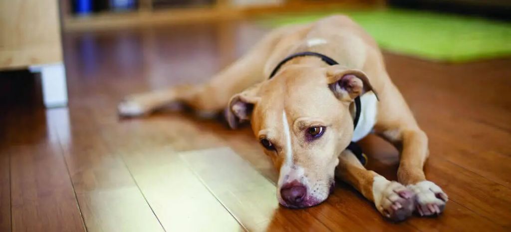 Як лікувати чумку у собак