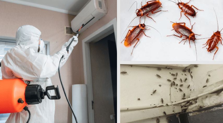 Як знищити тарганів