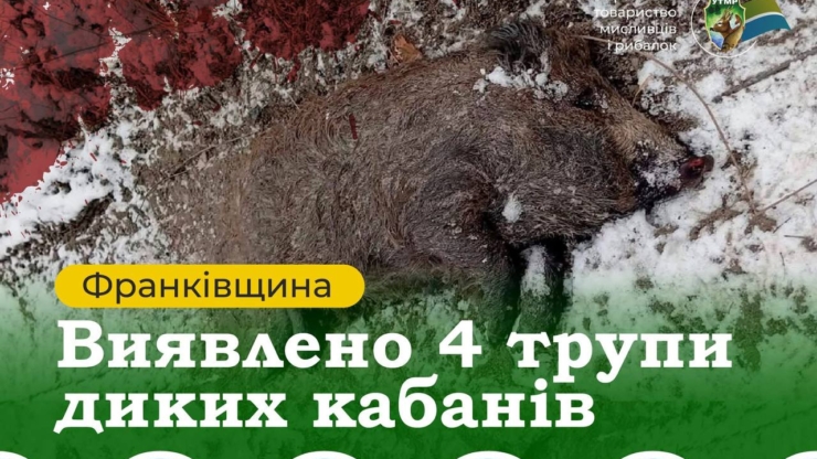 На Франківщині знайшли чотирьох мертвих кабанів, заражених АЧС