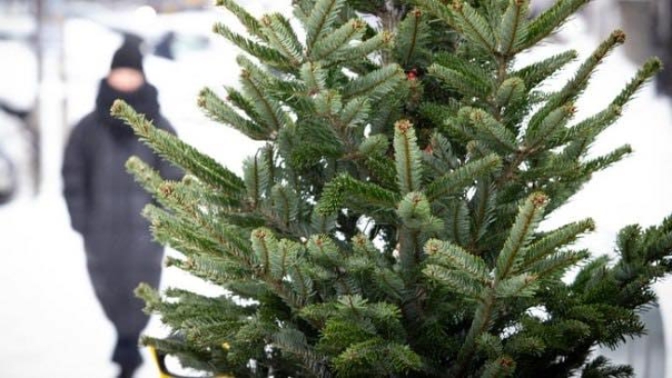 У Коломиї визначили пункти збору новорічних ялинок