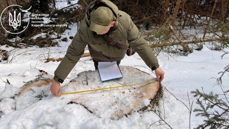 У Снятинській громаді незаконно зрубали дерев на понад 2,4 млн грн