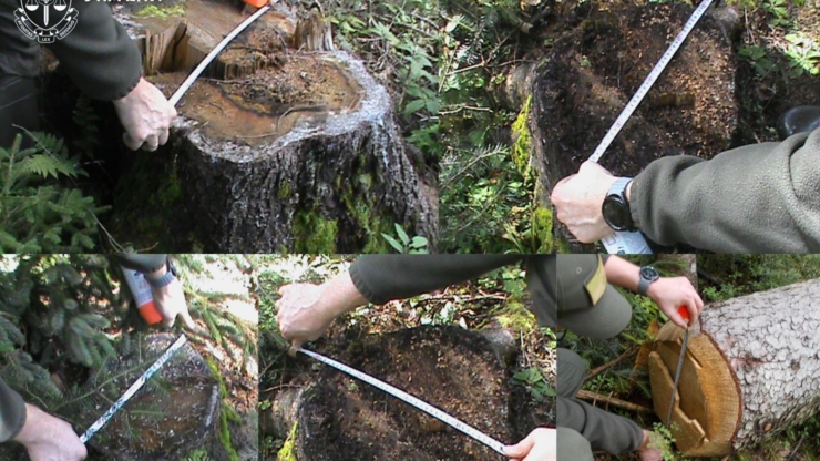 Чотирьох експосадовців Кутського лісгоспу судитимуть за масштабні незаконні рубки