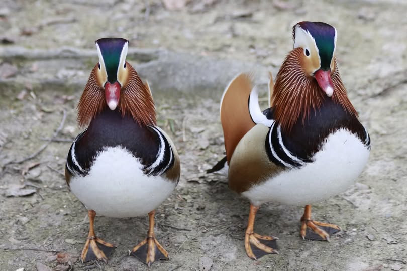 Благодійний розпродаж, такмед-курс та екскурсії: куди піти у Франківську 28-29 березня 4