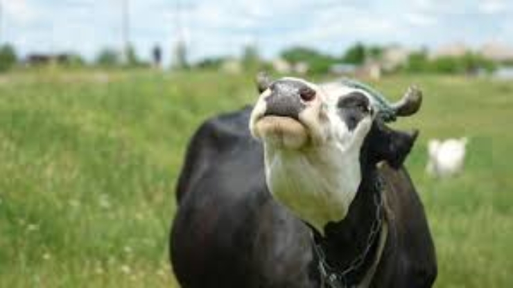 На Верховинщині виявили сказ у корови