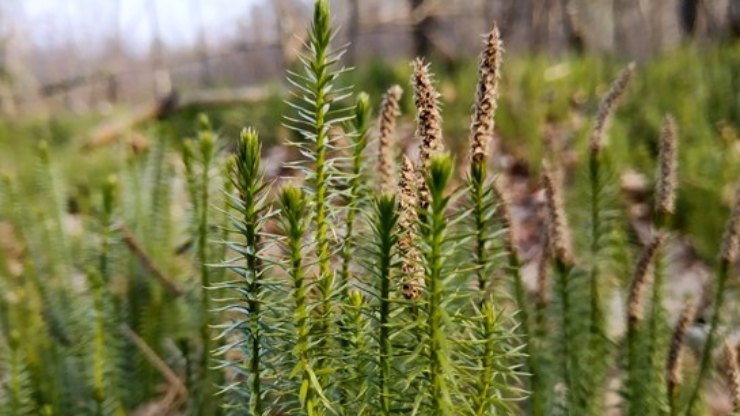 В Осмолодському наслідництві створили охоронну зону, щоб зберегти червонокнижну рослину