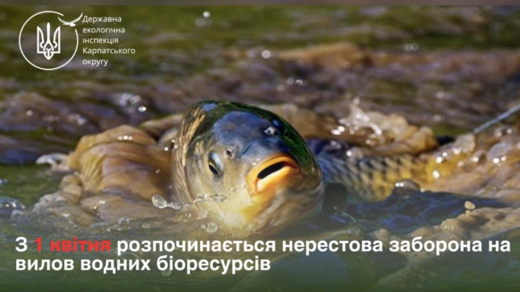 На Прикарпатті ввели заборону на риболовлю