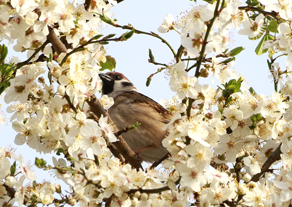 Орнітологічна прогулянка парком та книжкові зустрічі: куди піти у Франківську 18-19 квітня 1