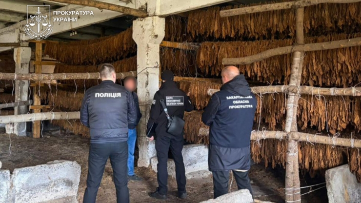 25 га під тютюном: на Прикарпатті та Закарпатті викрили нелегальний бізнес