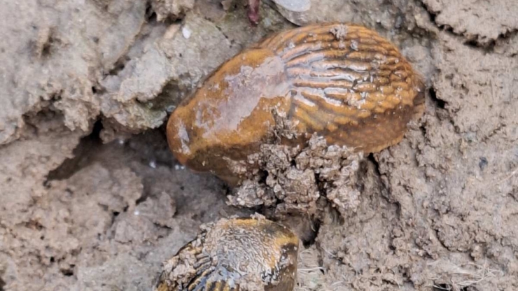 На Прикарпатті виявили осередки шкідників на сільгоспугіддях