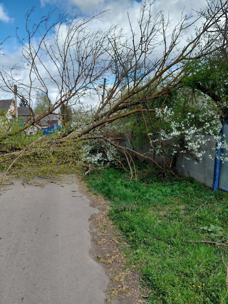 Шквальний вітер на Прикарпатті знеструмив 64 населені пункти, повалив 35 дерев, пошкодив дахи 1