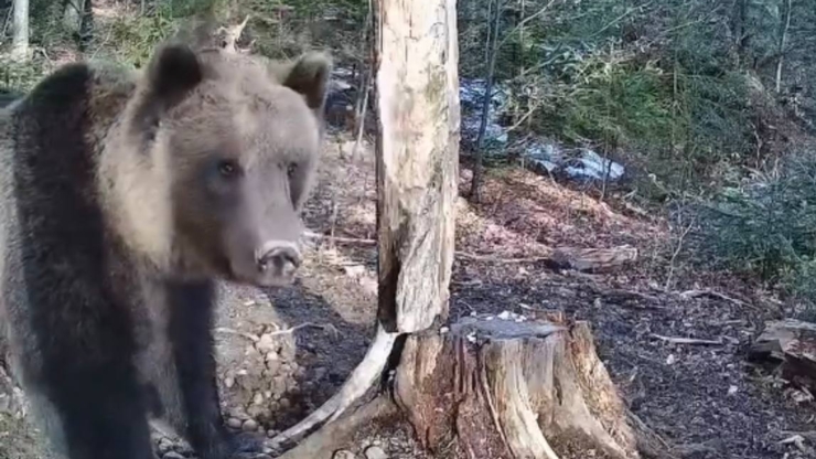 У Карпатському нацпарку у фотопастку потрапив бурий ведмідь
