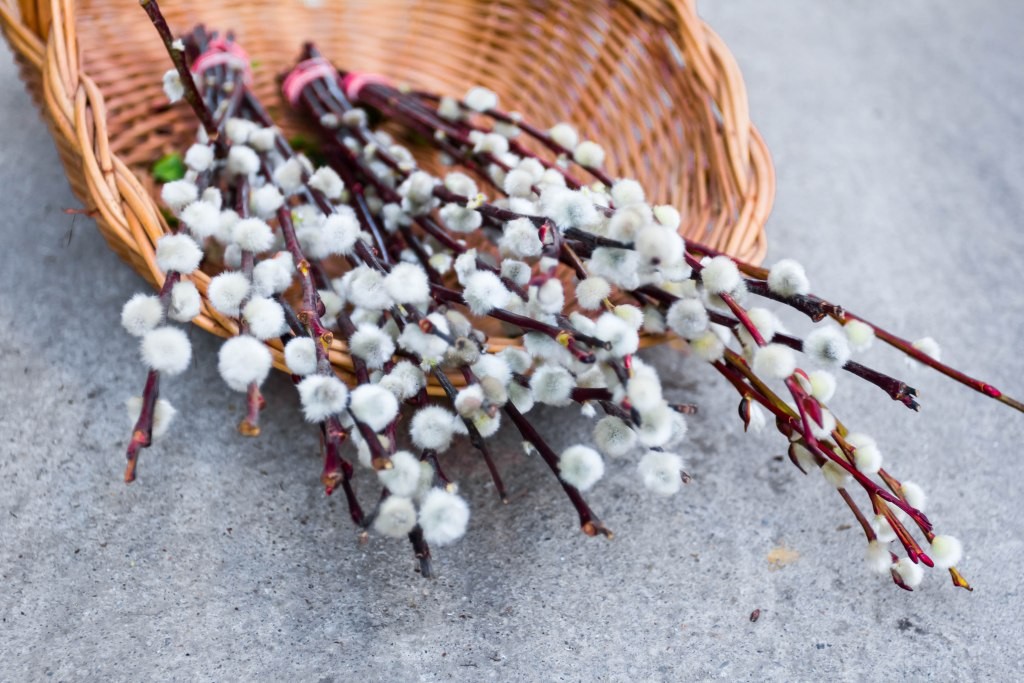 Вербна неділя та затишні зустрічі: куди піти у Франківську 4-6 квітня 7