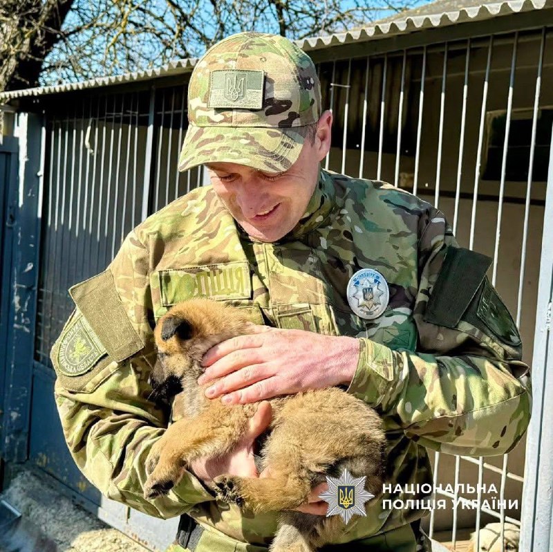 Шукають злочинців та вибухівку: як у прикарпатській поліції працюють службові собаки 1