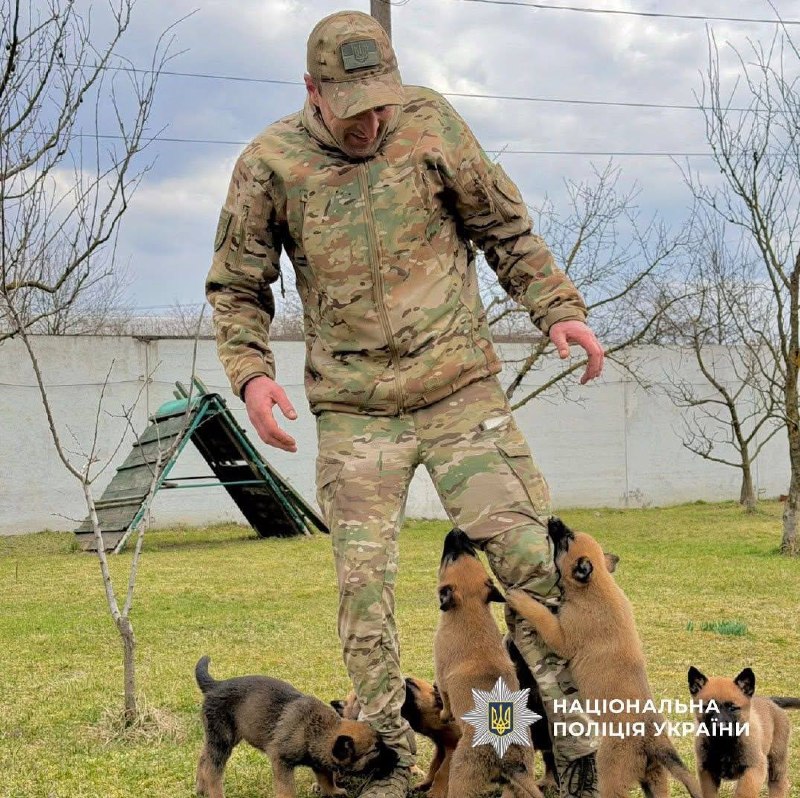 Шукають злочинців та вибухівку: як у прикарпатській поліції працюють службові собаки 2