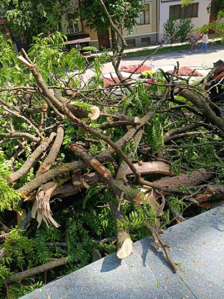 У Франківську вітер повалив 8 дерев, комунальники прибирають досі 3