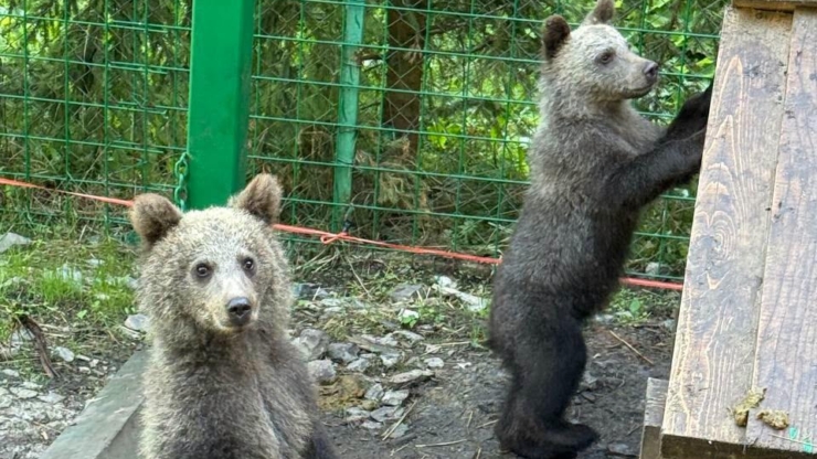 Осиротілих ведмежат з Прикарпаття перевели до нового вольєра. ФОТО