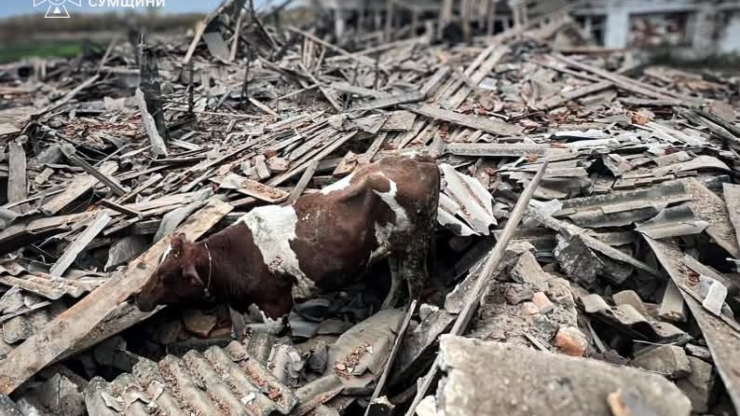 На Сумщині внаслідок удару ворожого БпЛА по фермі загинули працівниця та тварини
