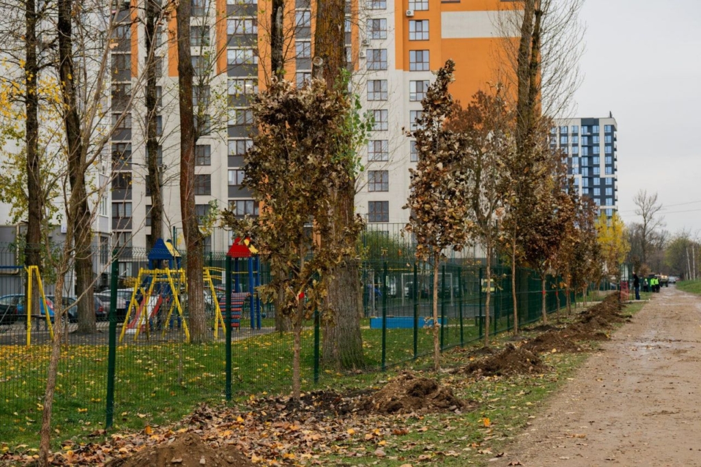 Дерева, що ростимуть разом із містом: як в Івано-Франківську з’явилася дубова алея 2