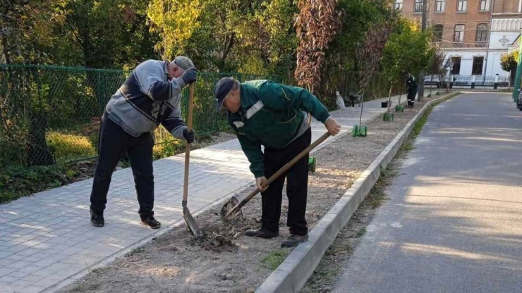 Мешканці Коломиї придбали 20 сакур для озеленення своєї вулиці